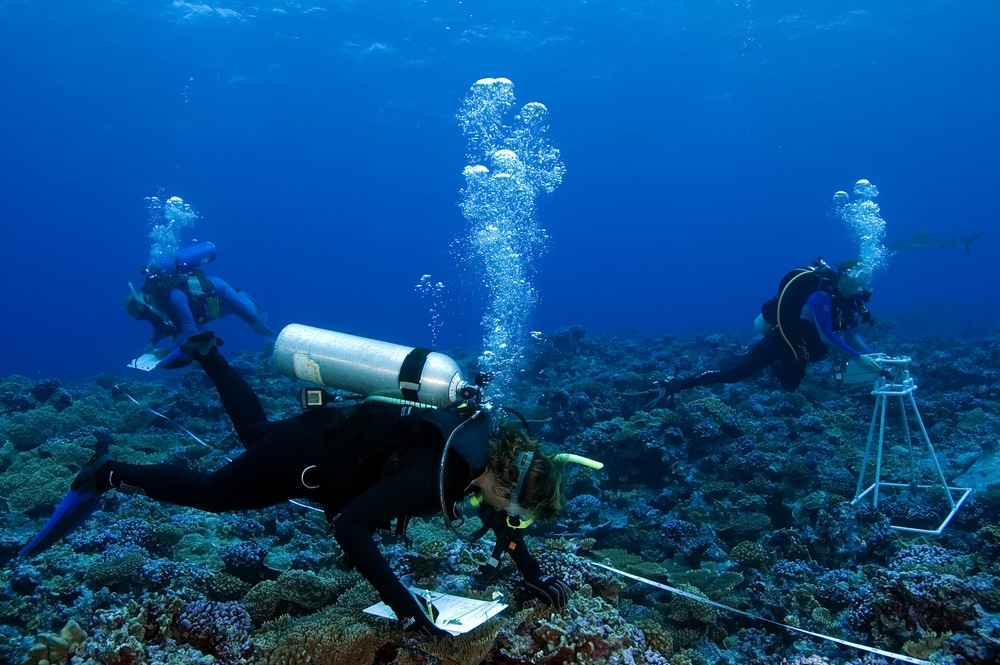 Funding for International MSc In Marine Biology @ GMIT